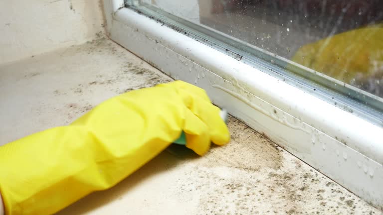 Best Emergency Mold Remediation  in De Motte, IN